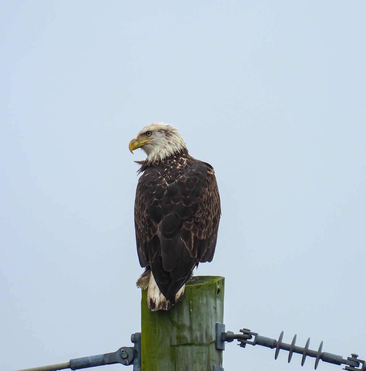 Bald Eagle - ML624223746