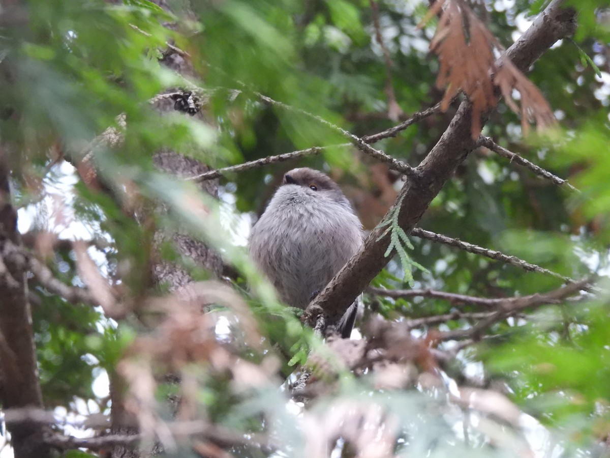 Long-tailed Tit - ML624223777