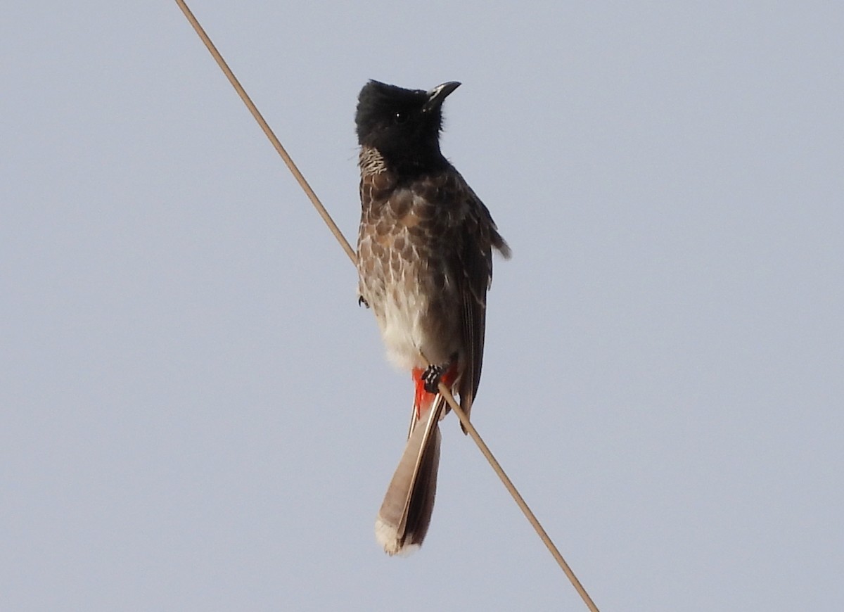 Red-vented Bulbul - ML624223779