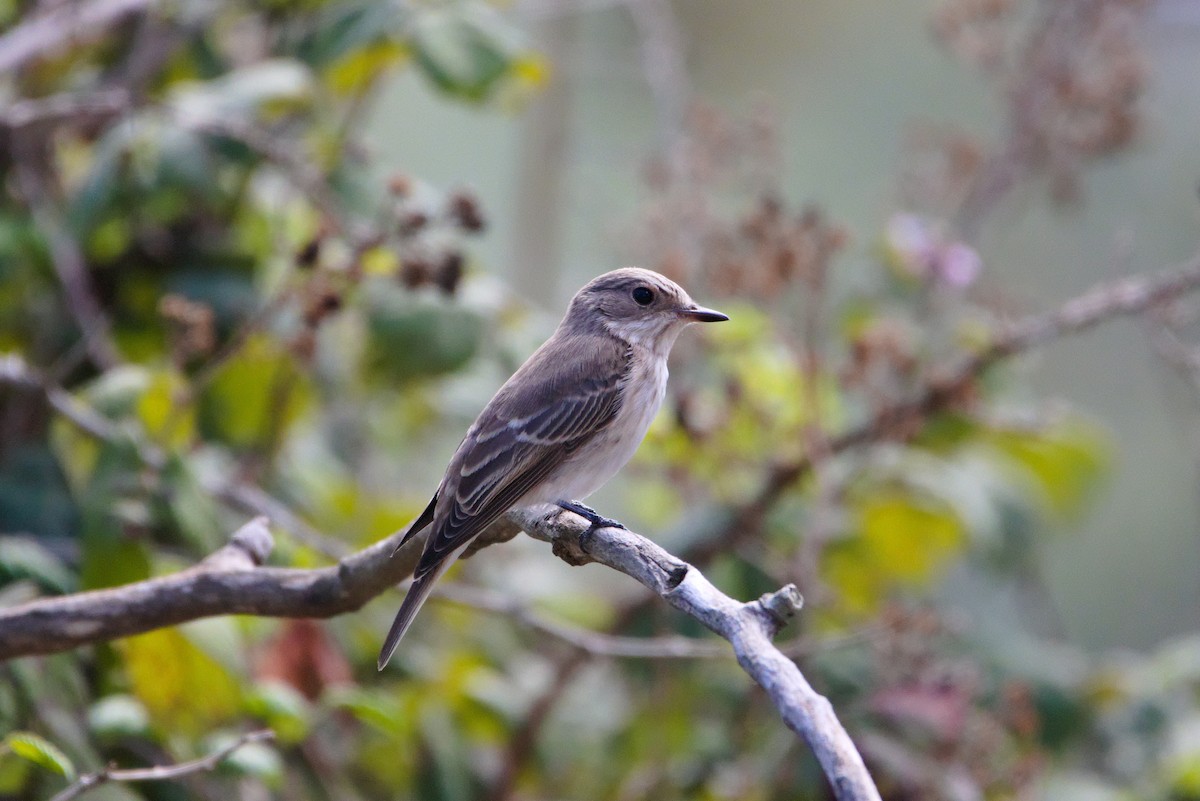 Papamoscas Gris (tyrrhenica/balearica) - ML624223785