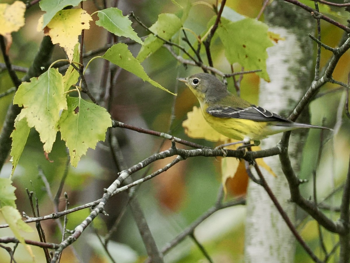 Magnolia Warbler - ML624223787