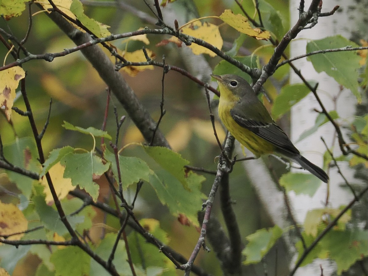 Magnolia Warbler - ML624223788