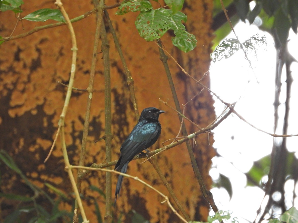 Drongo Bronceado - ML624223789