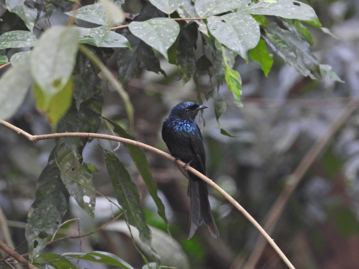 Drongo Bronceado - ML624223790