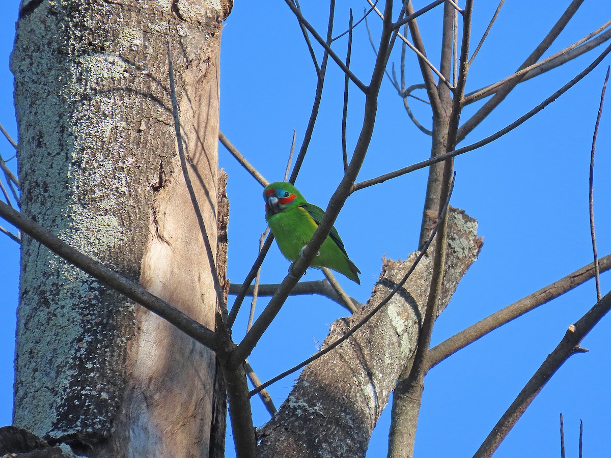 Double-eyed Fig-Parrot - ML624223795