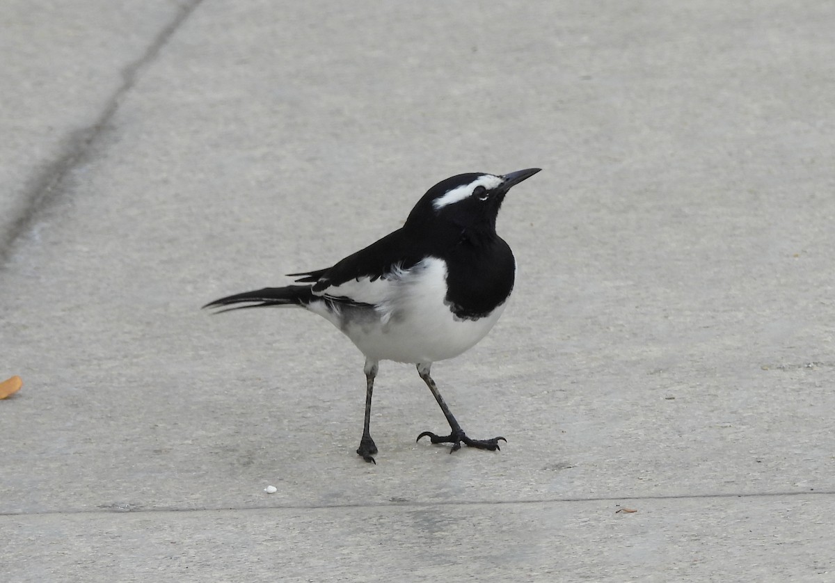 White-browed Wagtail - ML624223796