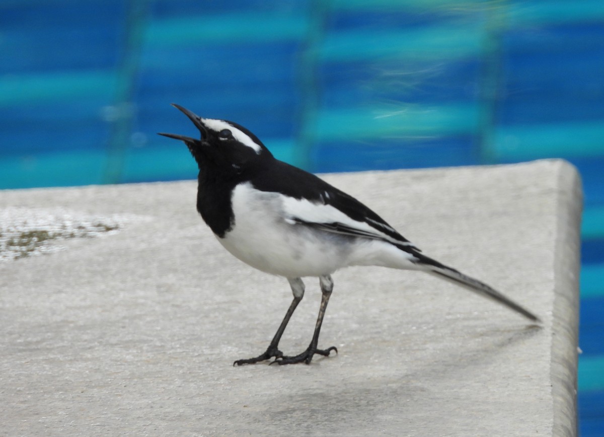 White-browed Wagtail - ML624223797