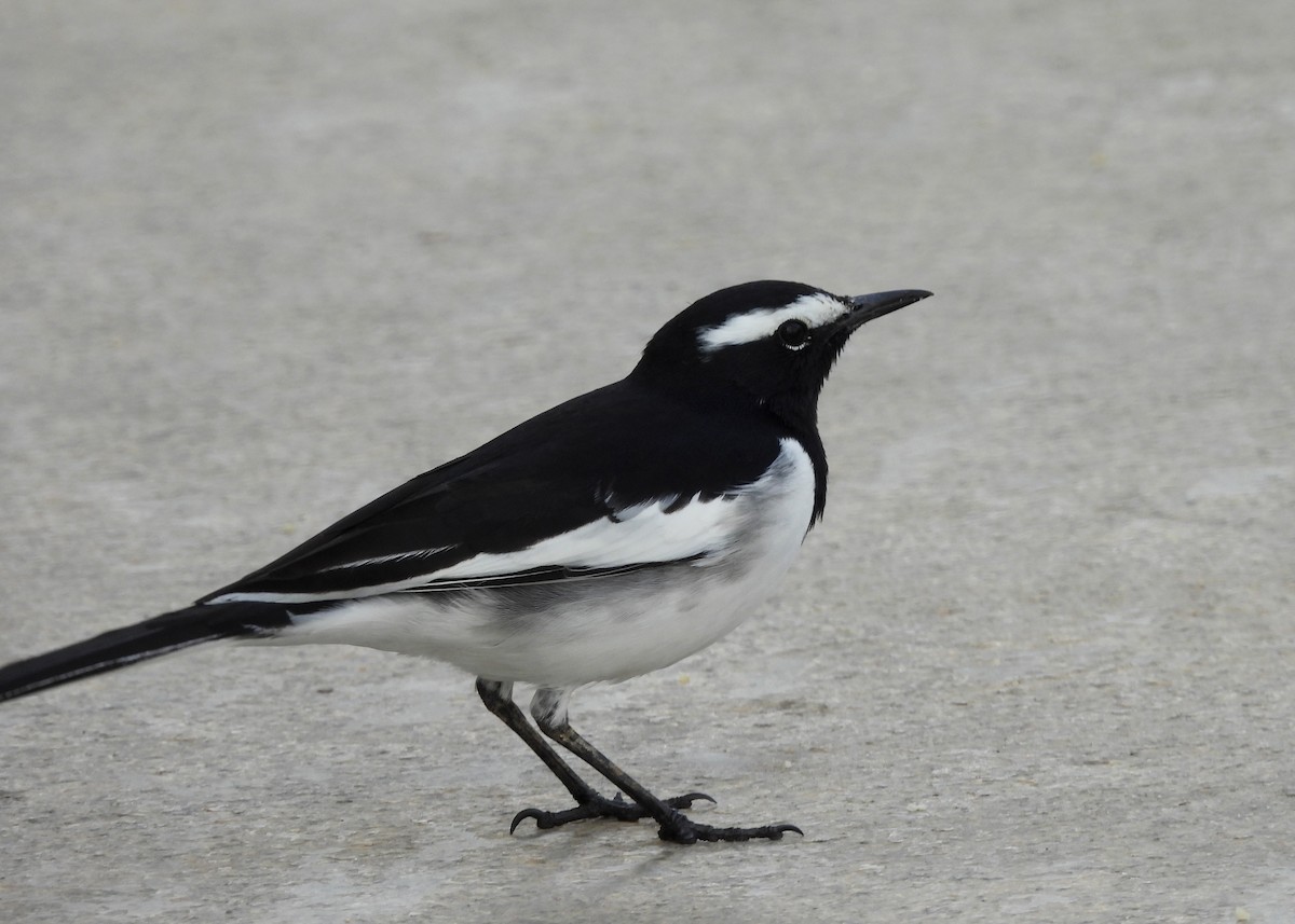 White-browed Wagtail - ML624223798