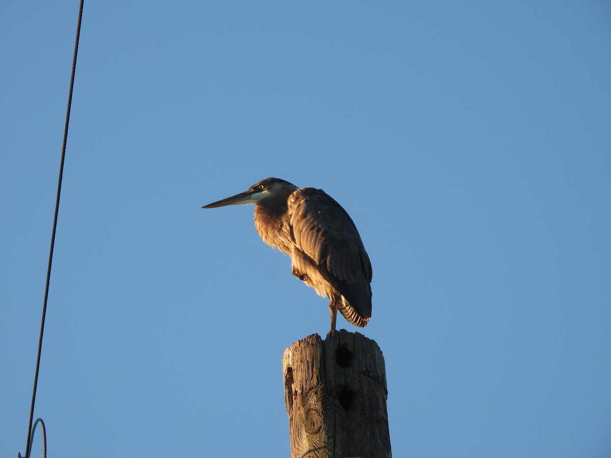 Great Blue Heron - ML624223799