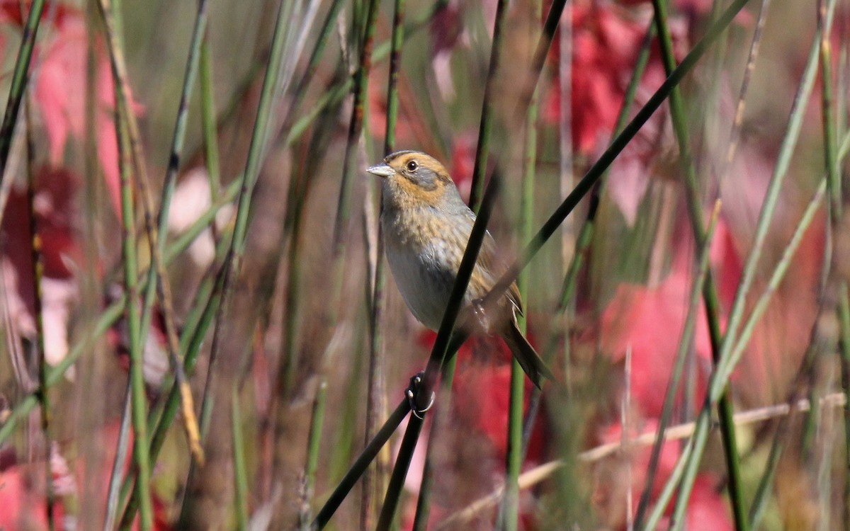 Nelson's Sparrow - ML624223807