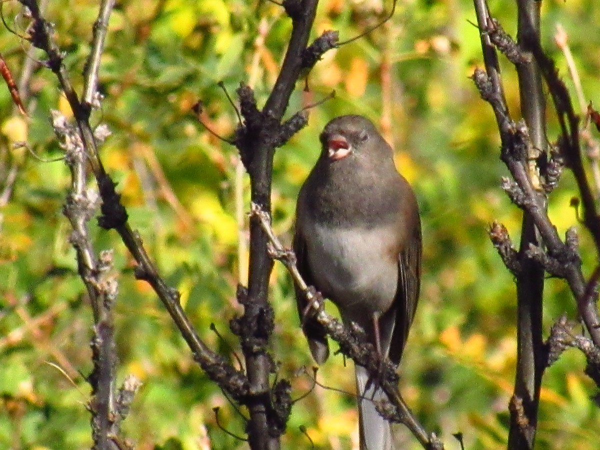 Junco Ojioscuro - ML624223811