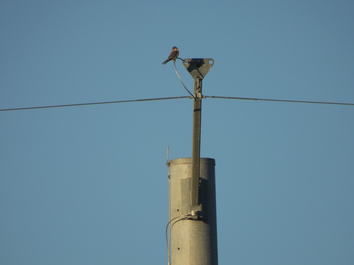 American Kestrel - ML624223813