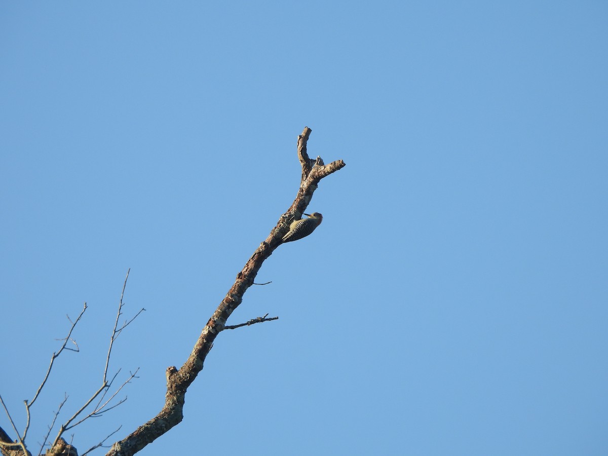 Red-bellied Woodpecker - ML624223814