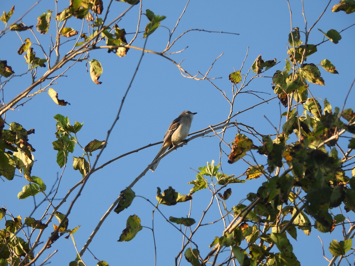 Northern Mockingbird - ML624223816