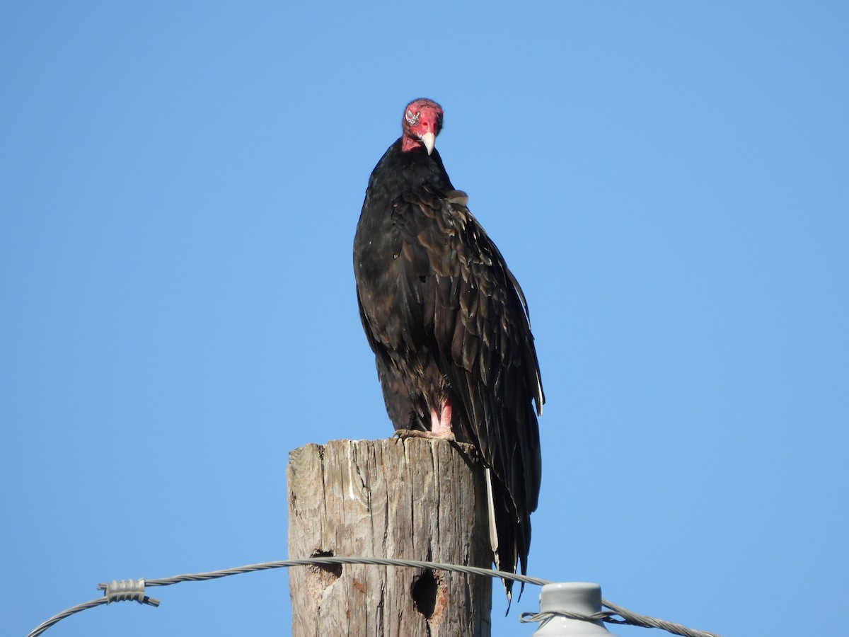 Turkey Vulture - ML624223822