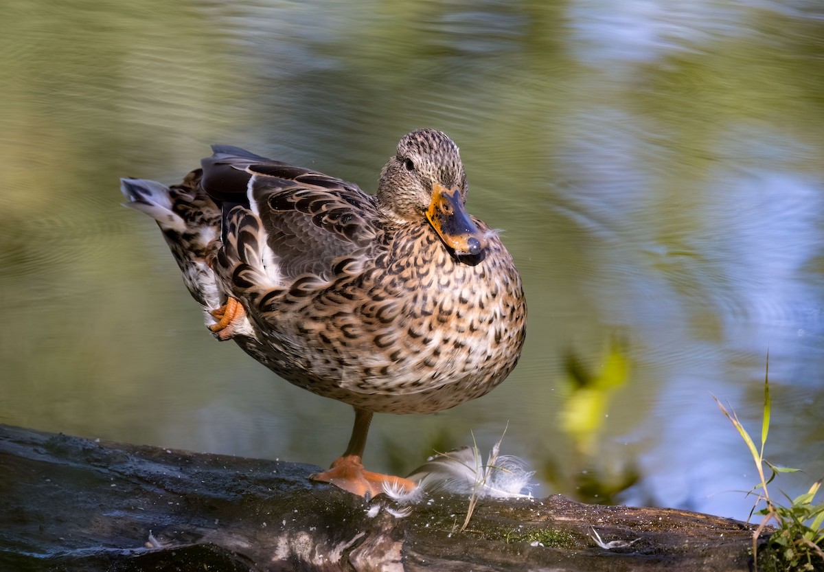 Mallard - Suzanne Labbé