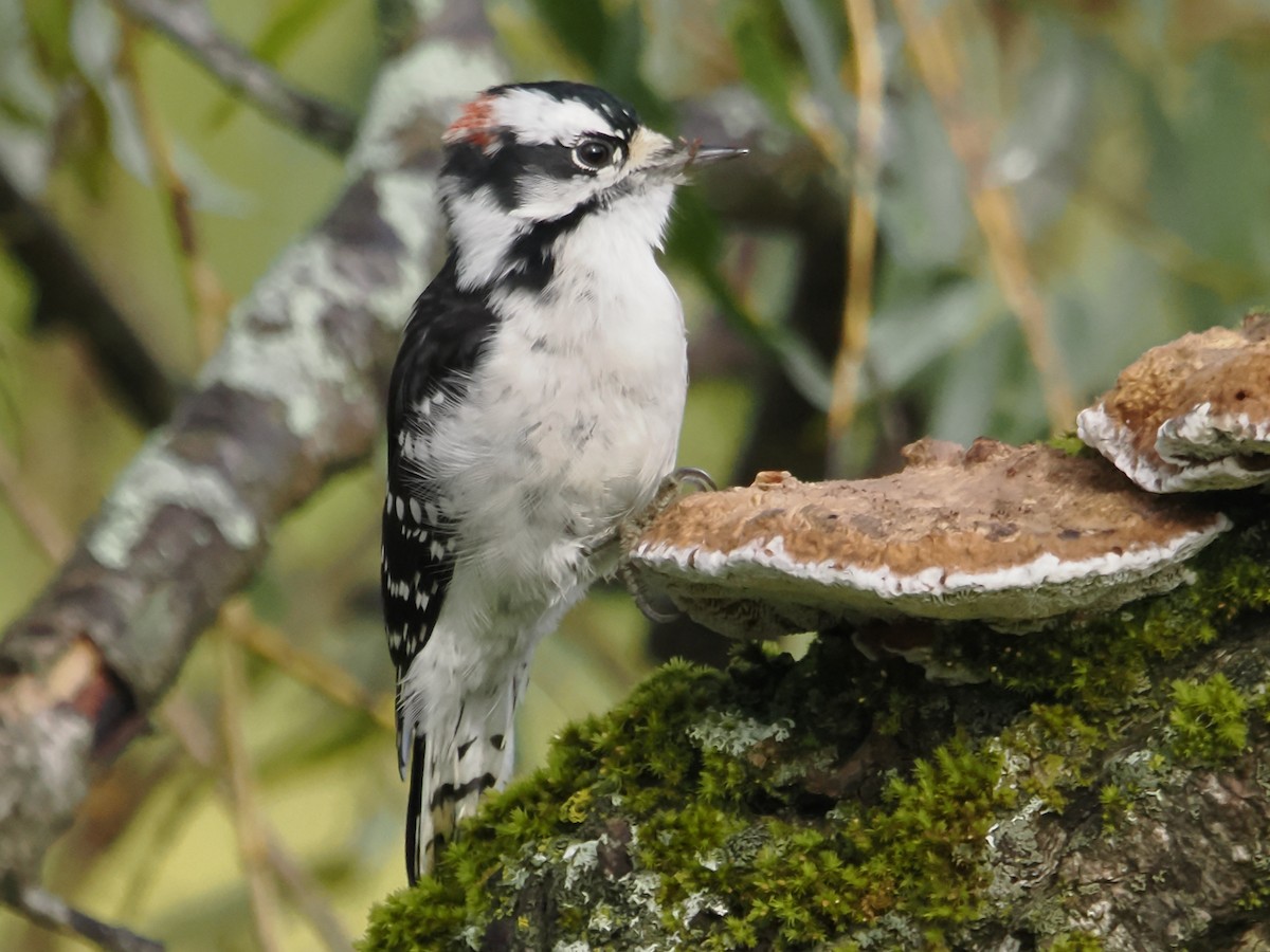 Downy Woodpecker - ML624223867