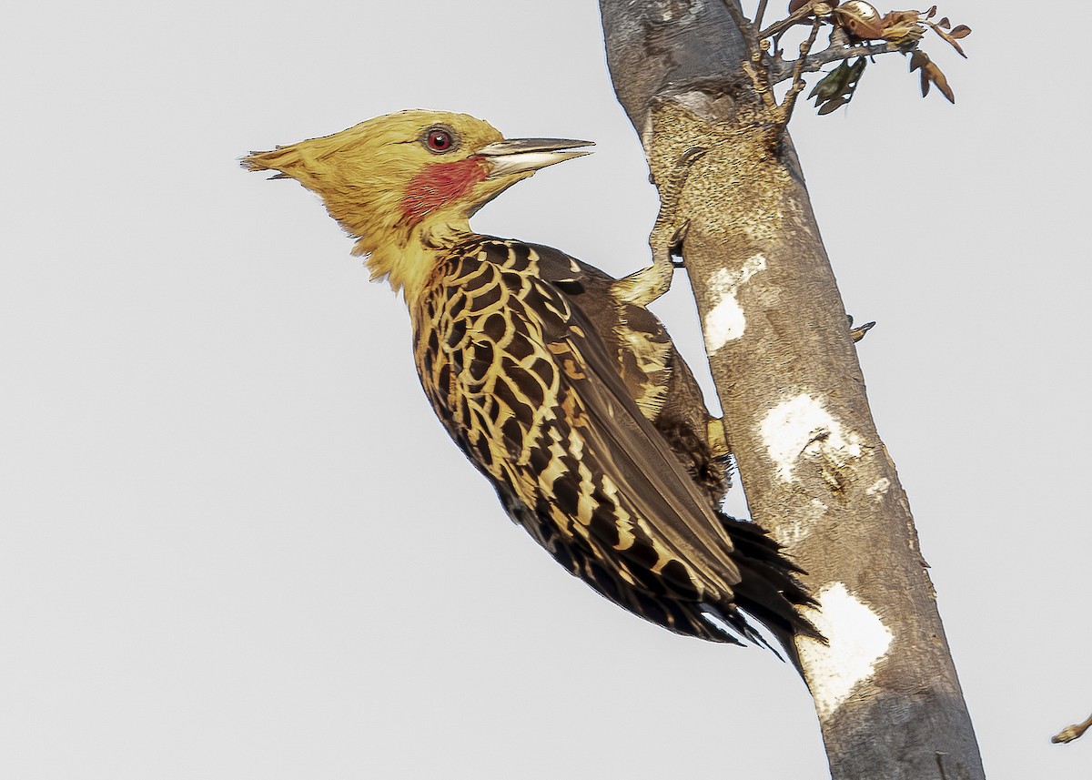 Ochre-backed Woodpecker - ML624223870