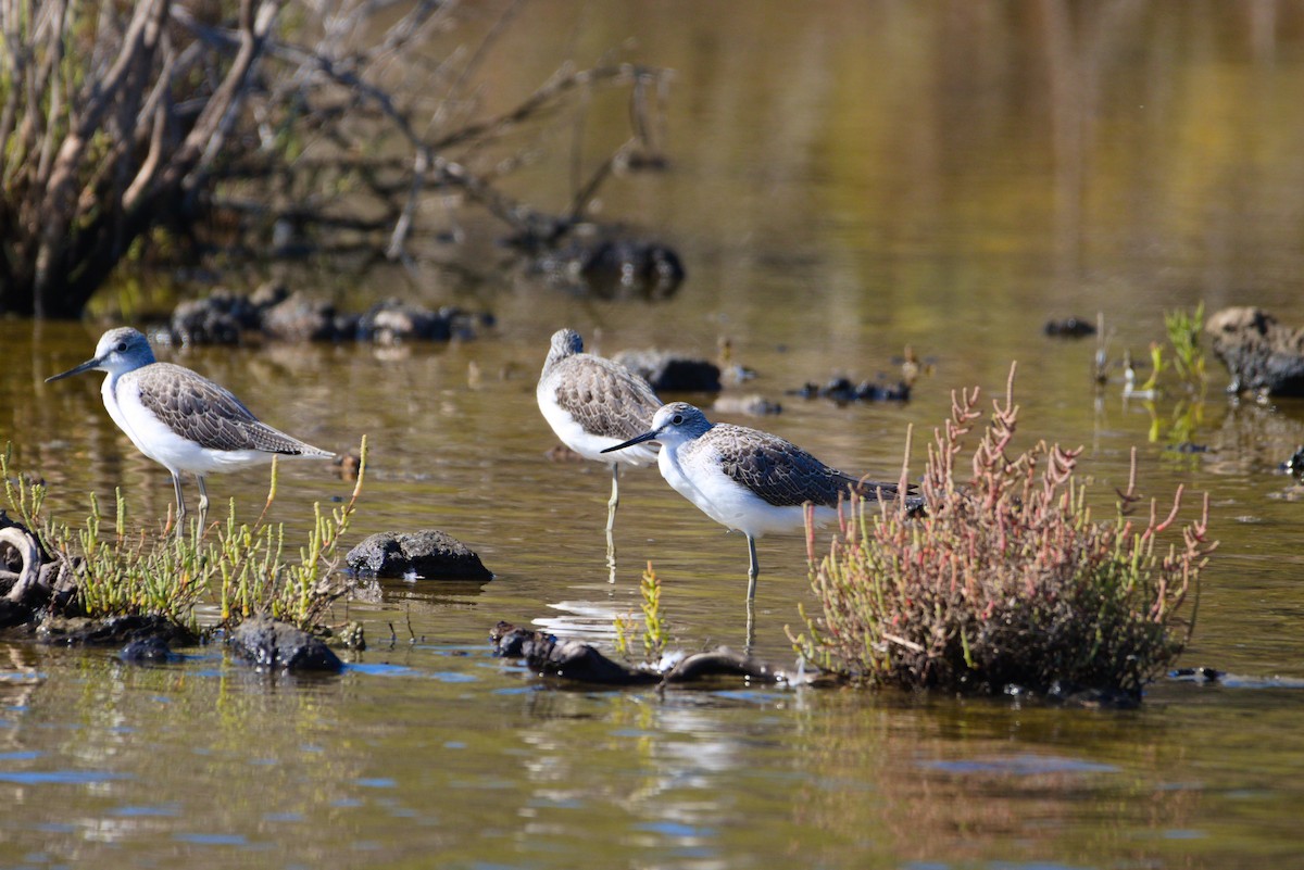 Common Greenshank - ML624223872