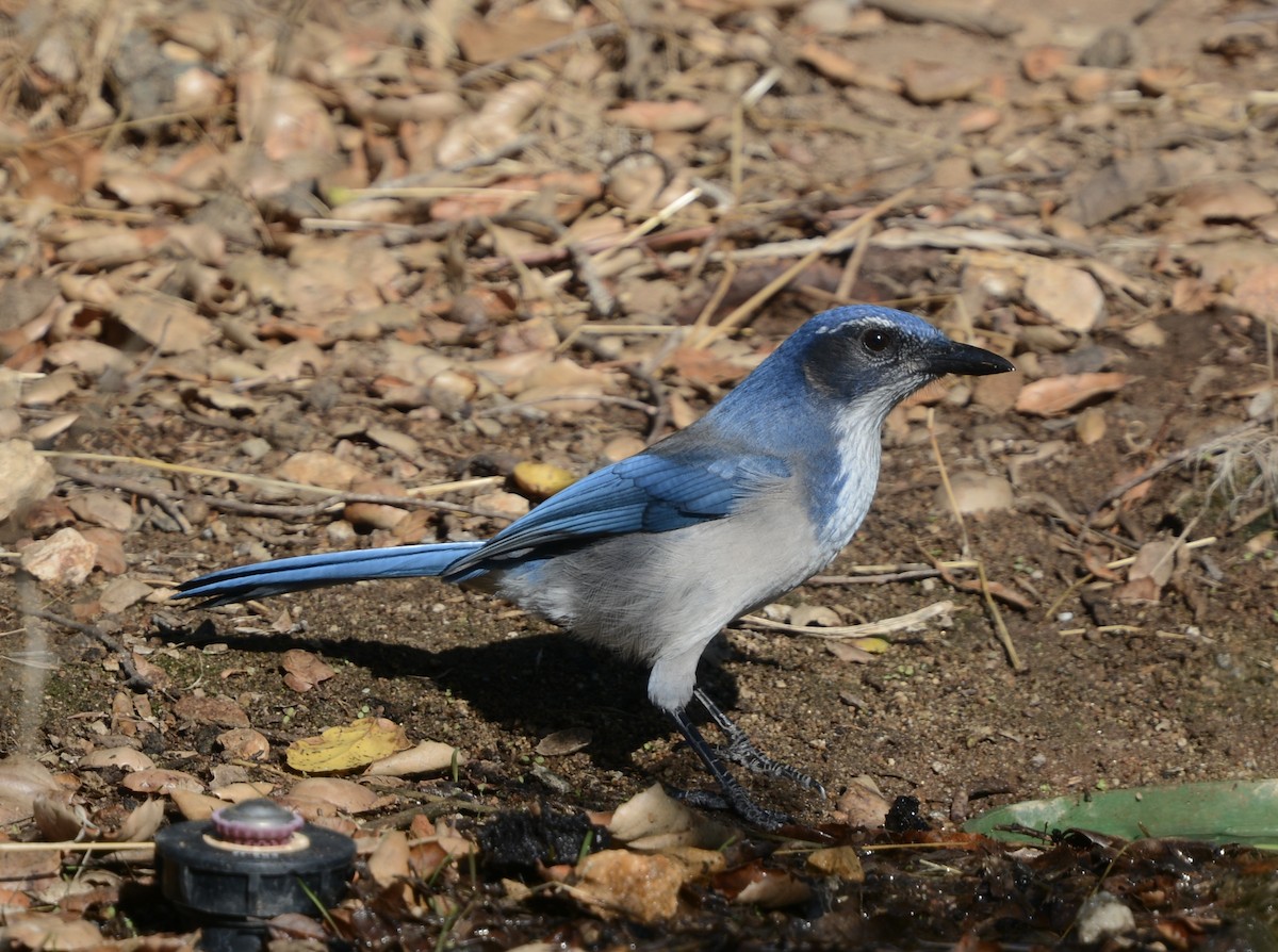 California Scrub-Jay - ML624223873