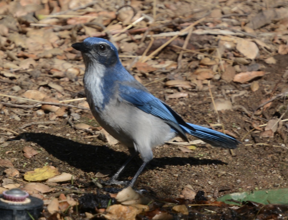 California Scrub-Jay - ML624223874