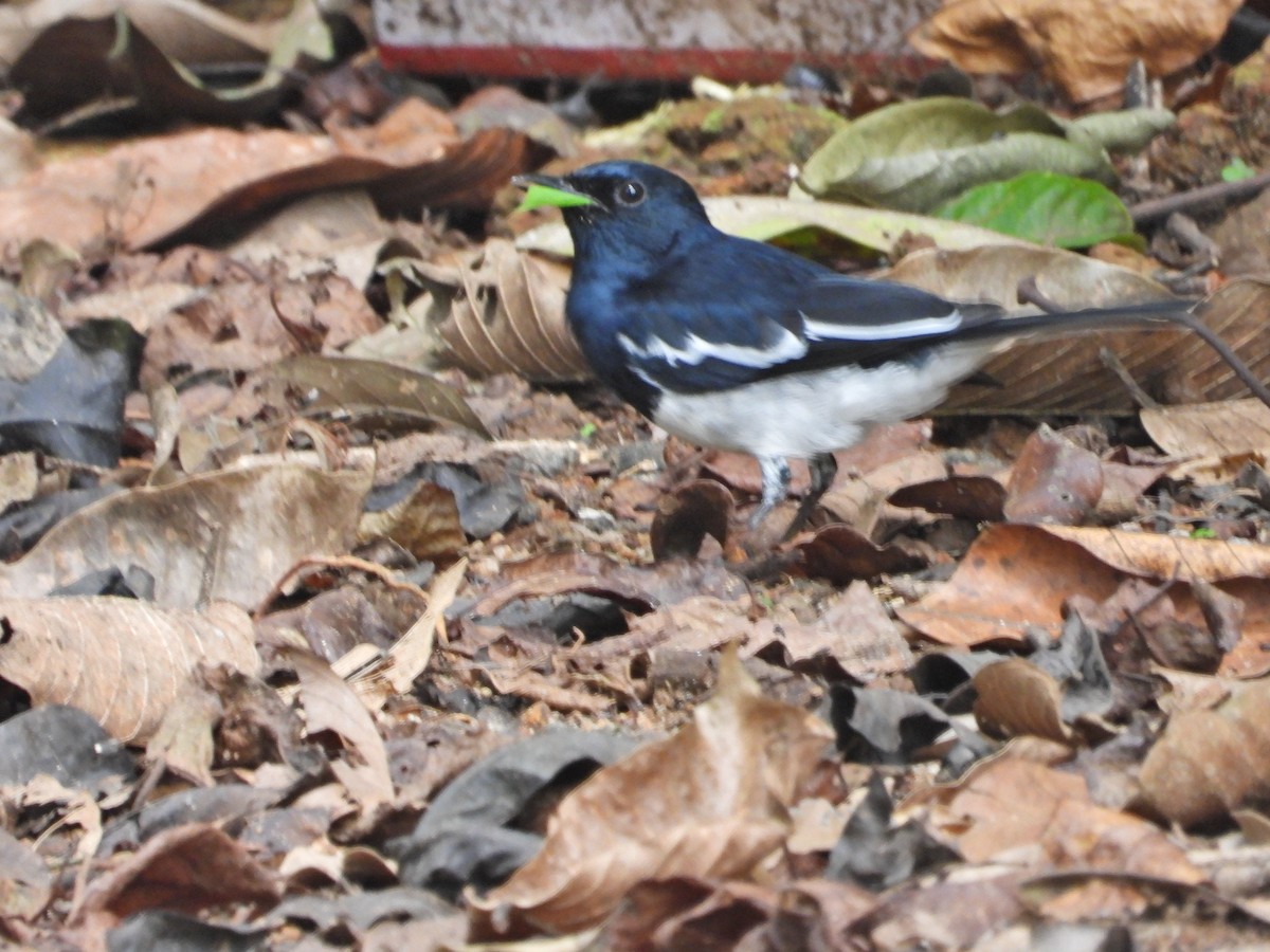 Oriental Magpie-Robin - ML624223875