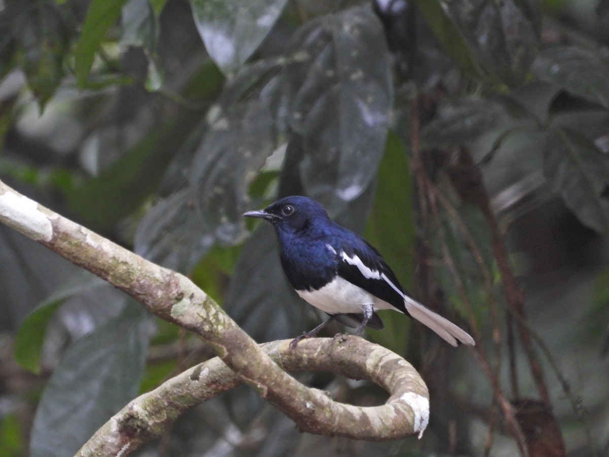 Oriental Magpie-Robin - ML624223876