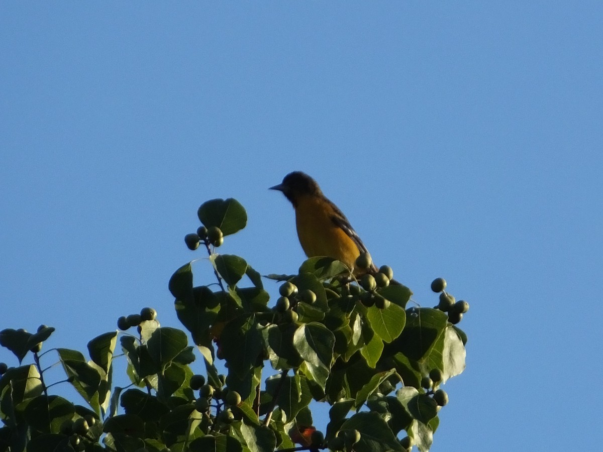 Baltimore Oriole - ML624223879