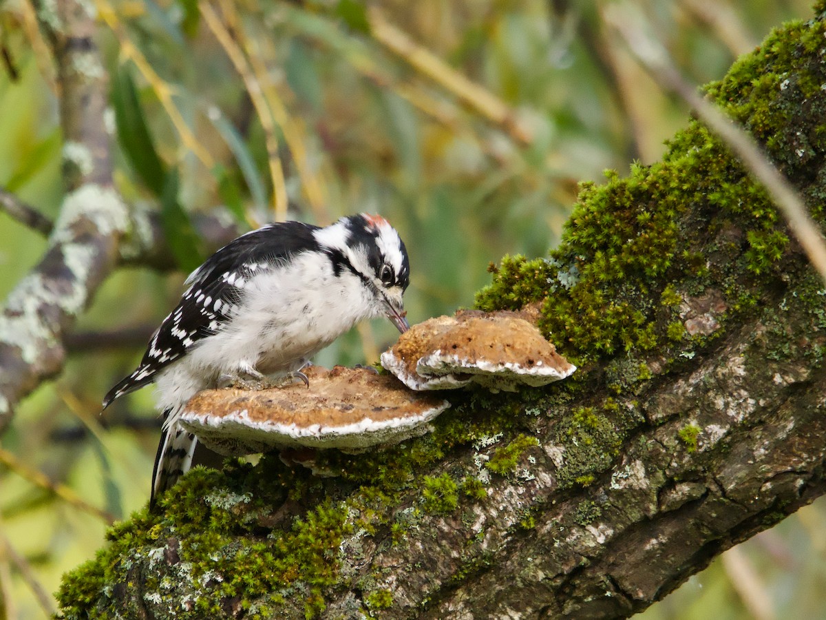 Downy Woodpecker - ML624223880