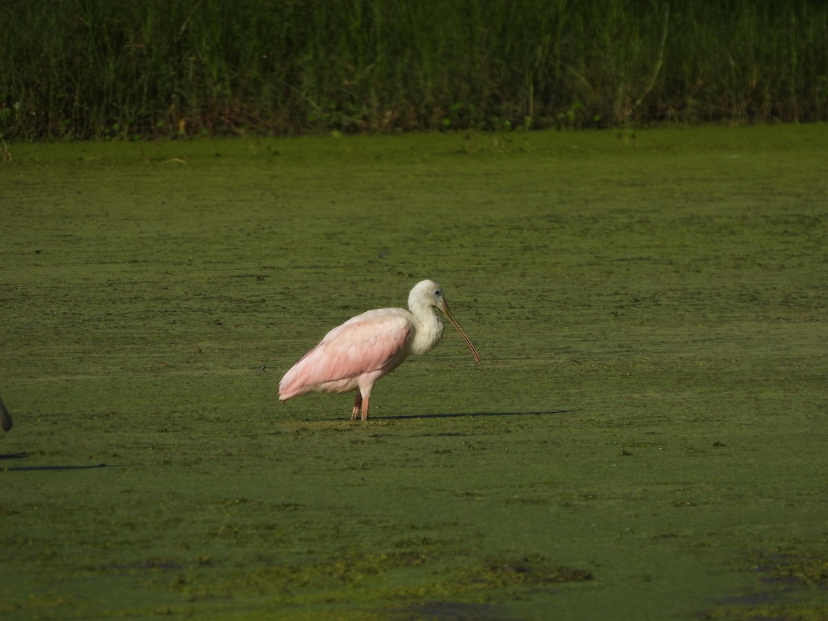 Roseate Spoonbill - ML624223881