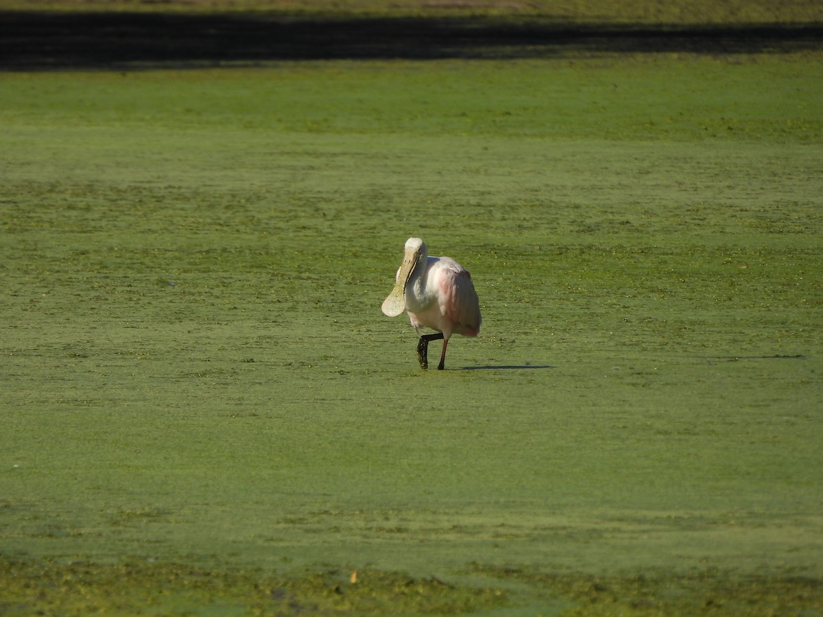 Roseate Spoonbill - ML624223882