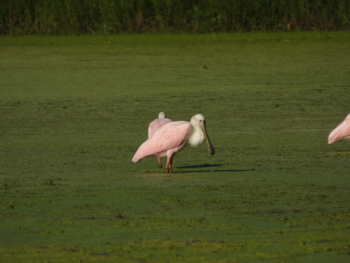 Roseate Spoonbill - ML624223883