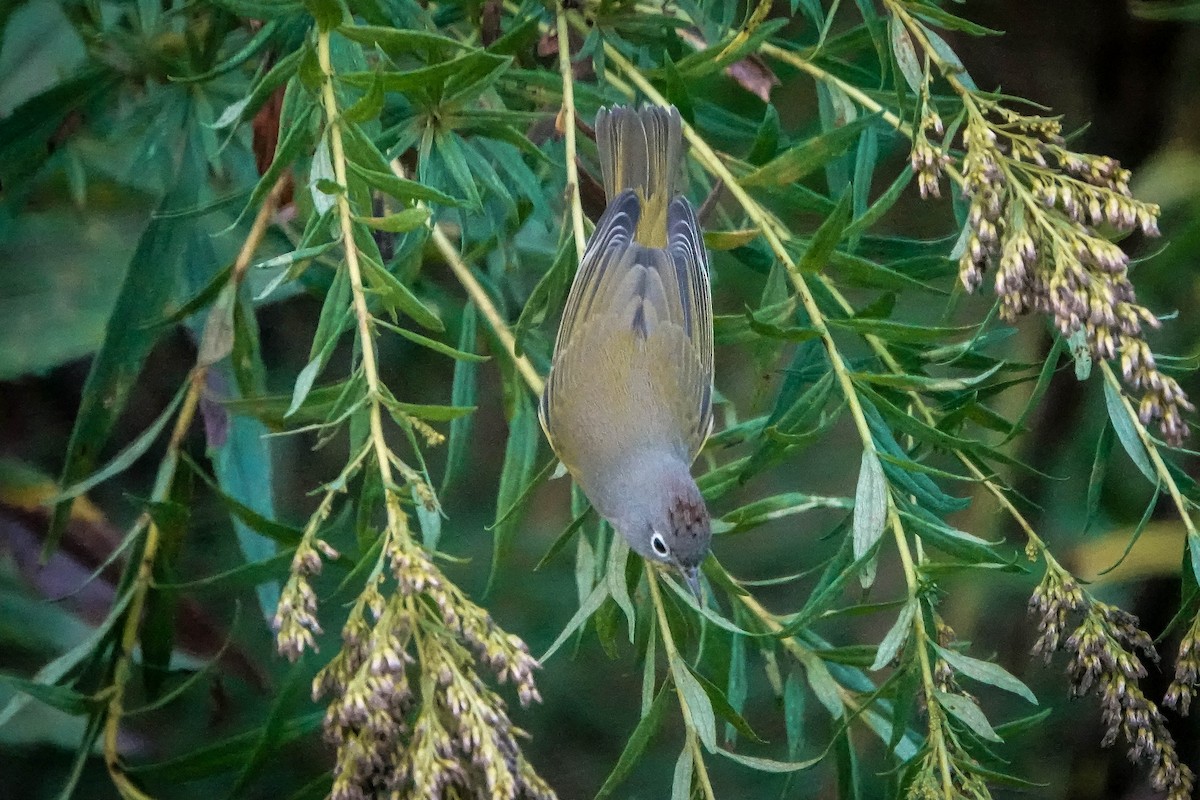 Nashville Warbler - ML624223888