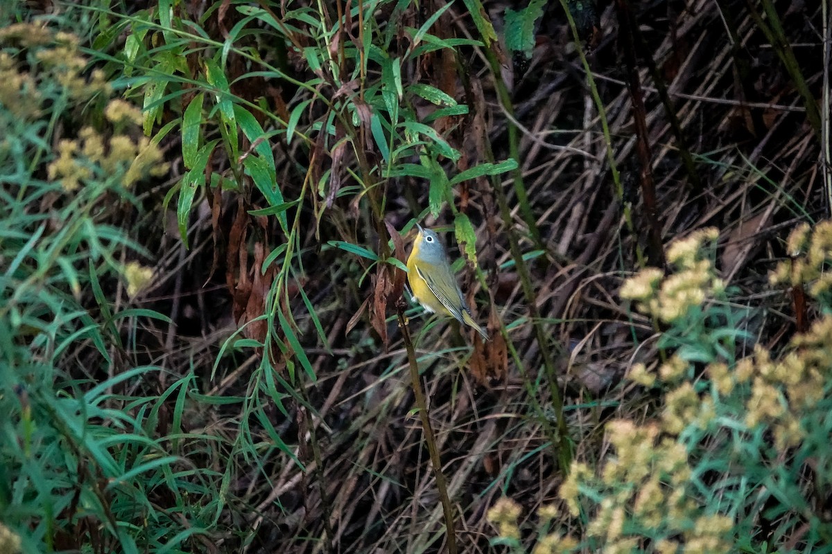 Nashville Warbler - Harvey Fogel