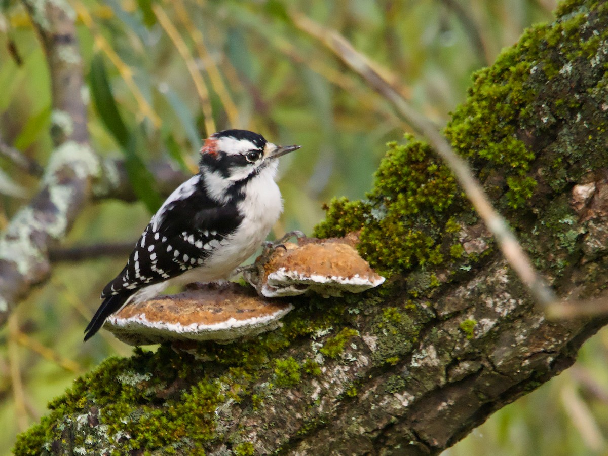 Downy Woodpecker - John Felton