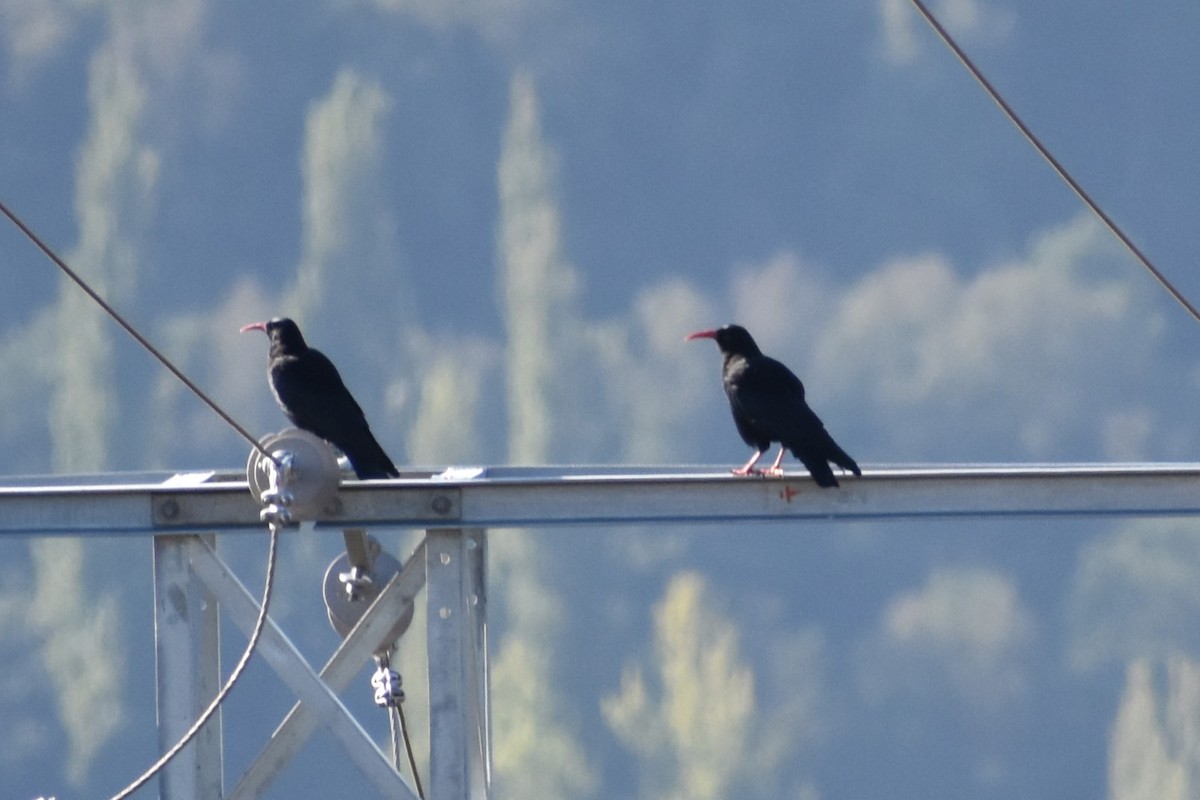 Red-billed Chough - ML624223891