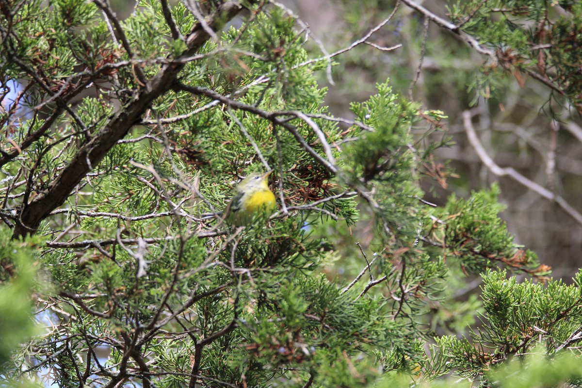 Northern Parula - ML624223892