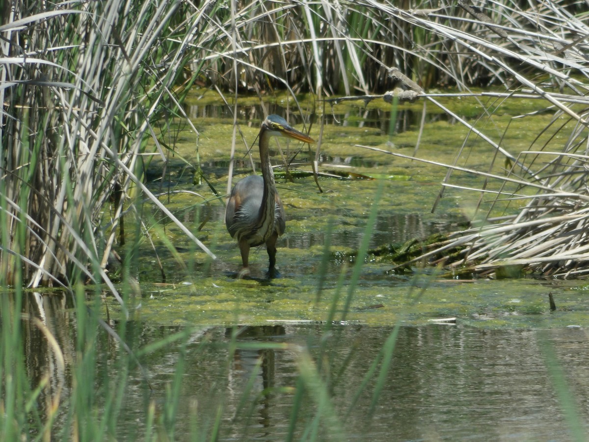 Purple Heron - Loïs Bouchet