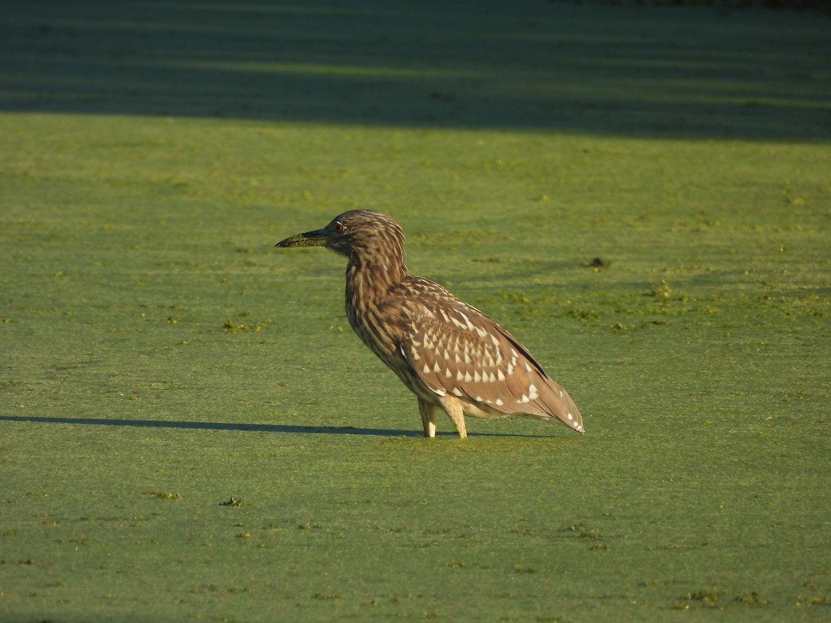 Black-crowned Night Heron - ML624223894