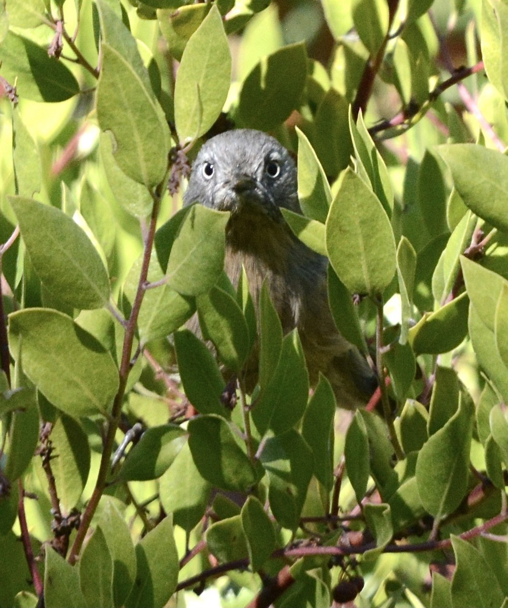 Wrentit - ML624223895