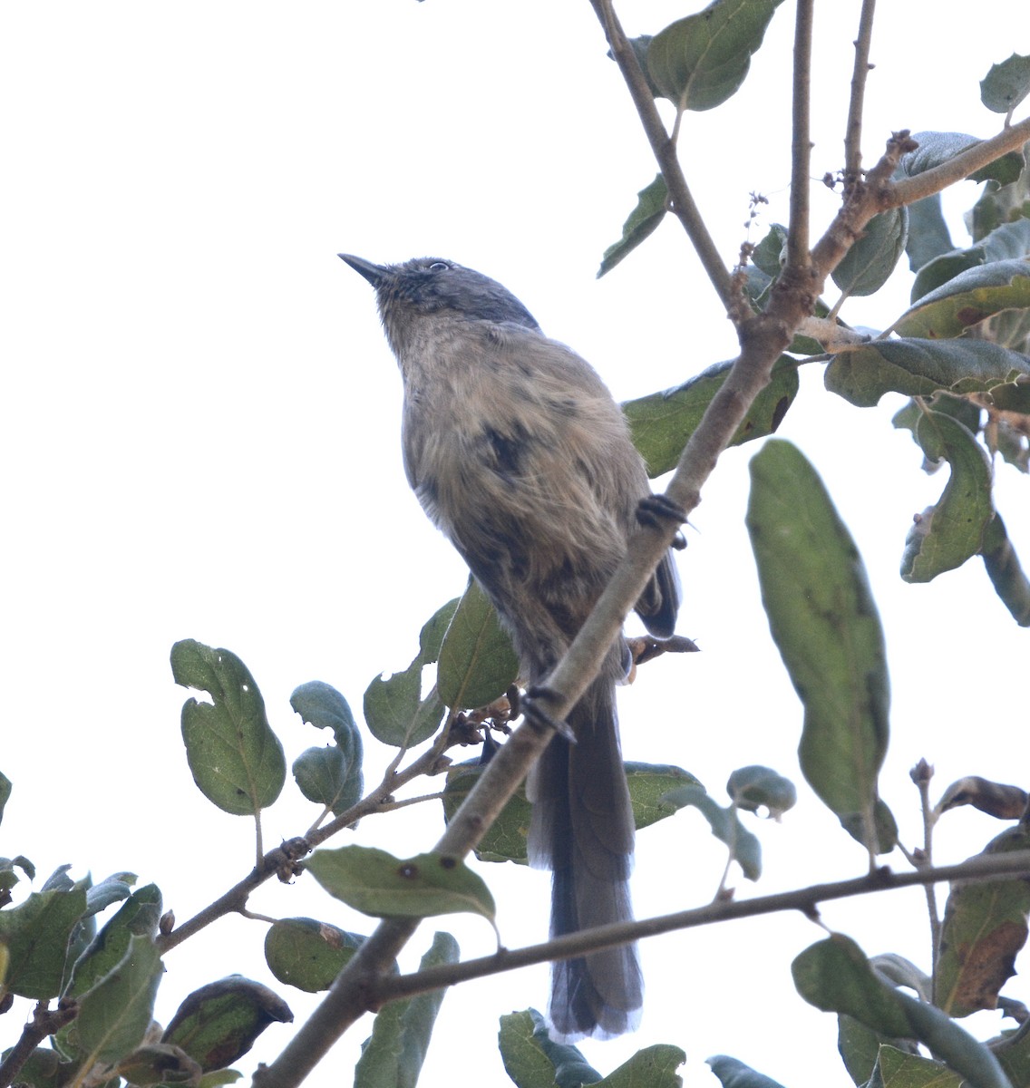 Wrentit - ML624223896