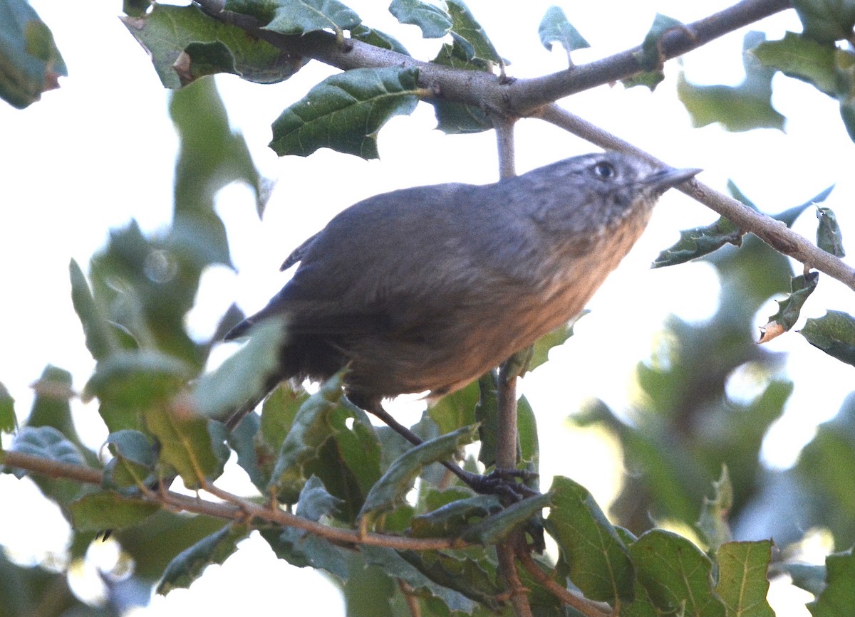 Wrentit - ML624223897