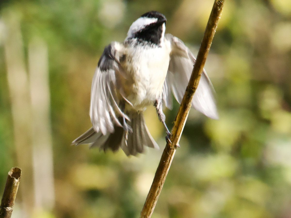 Black-capped Chickadee - ML624223899