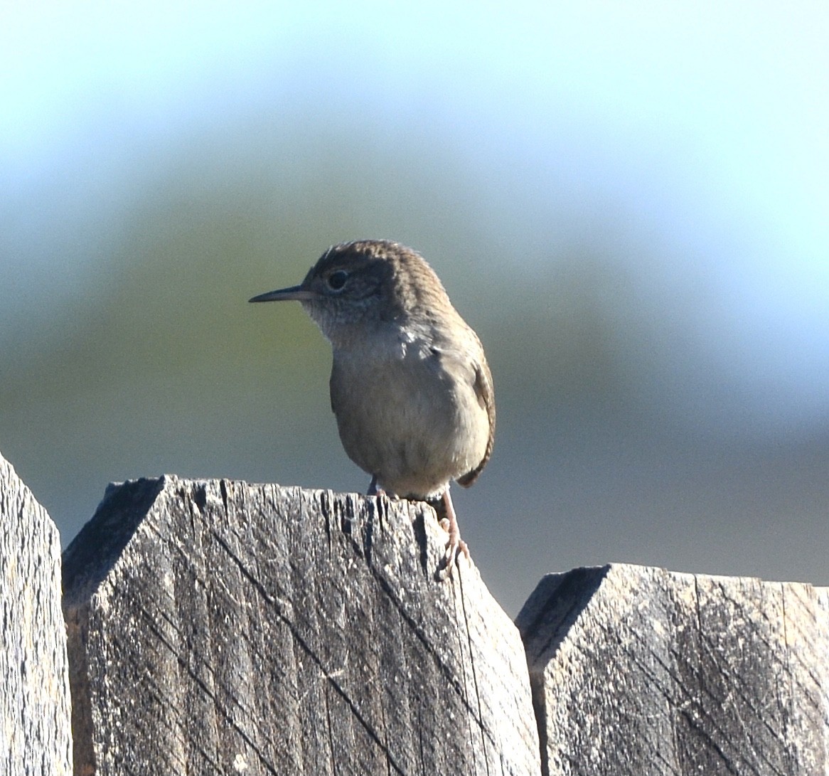 House Wren - ML624223900