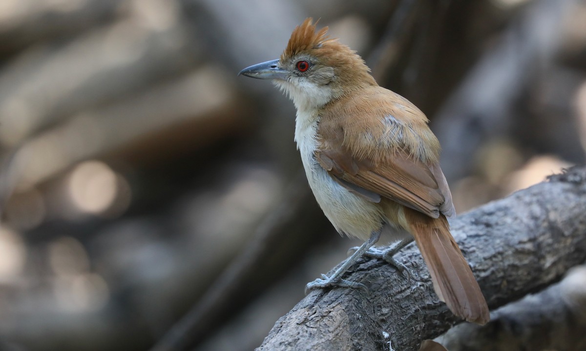 Great Antshrike - ML624223901