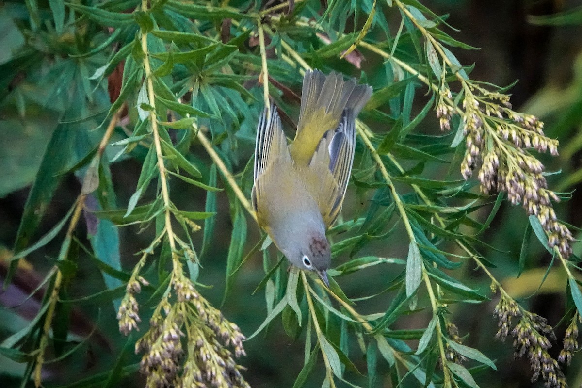 Nashville Warbler - ML624223902