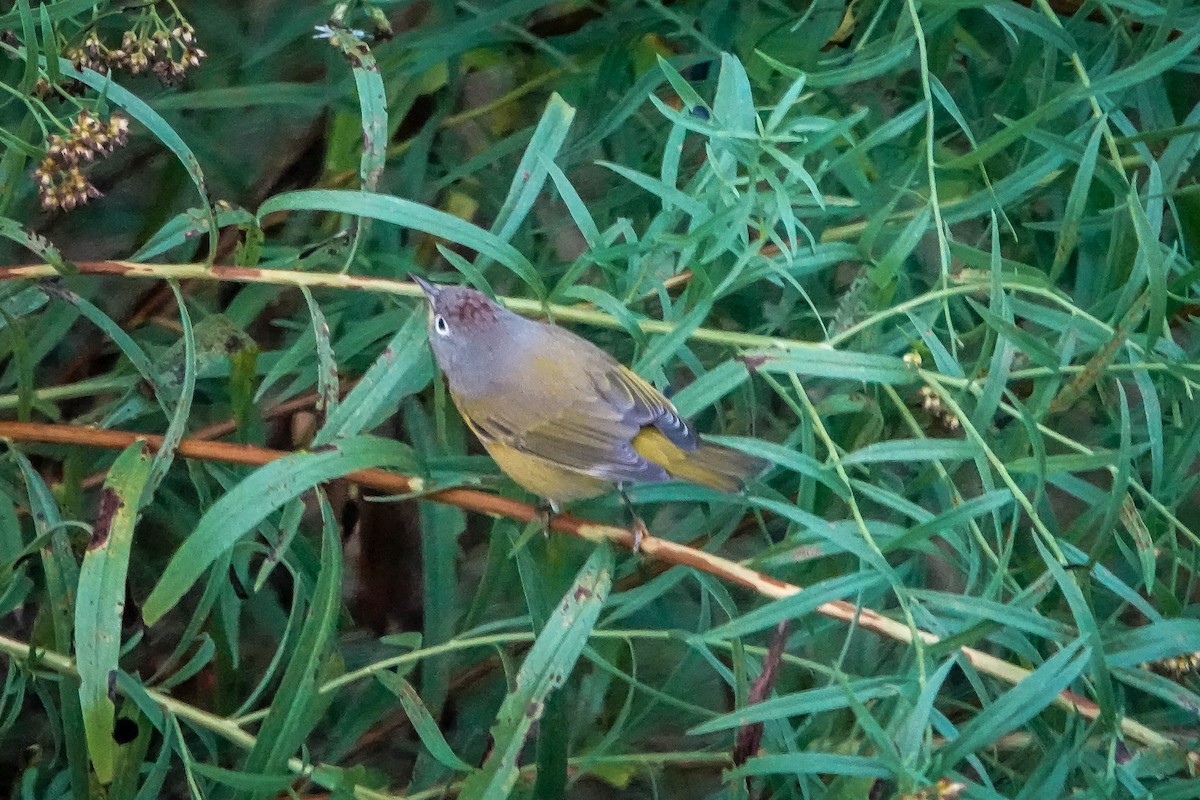 Nashville Warbler - ML624223903