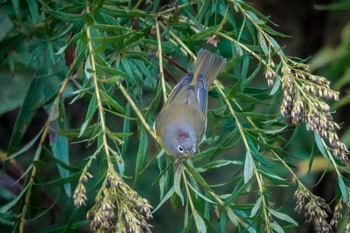 Nashville Warbler - ML624223904