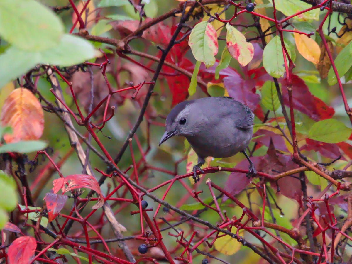 Gray Catbird - ML624223906