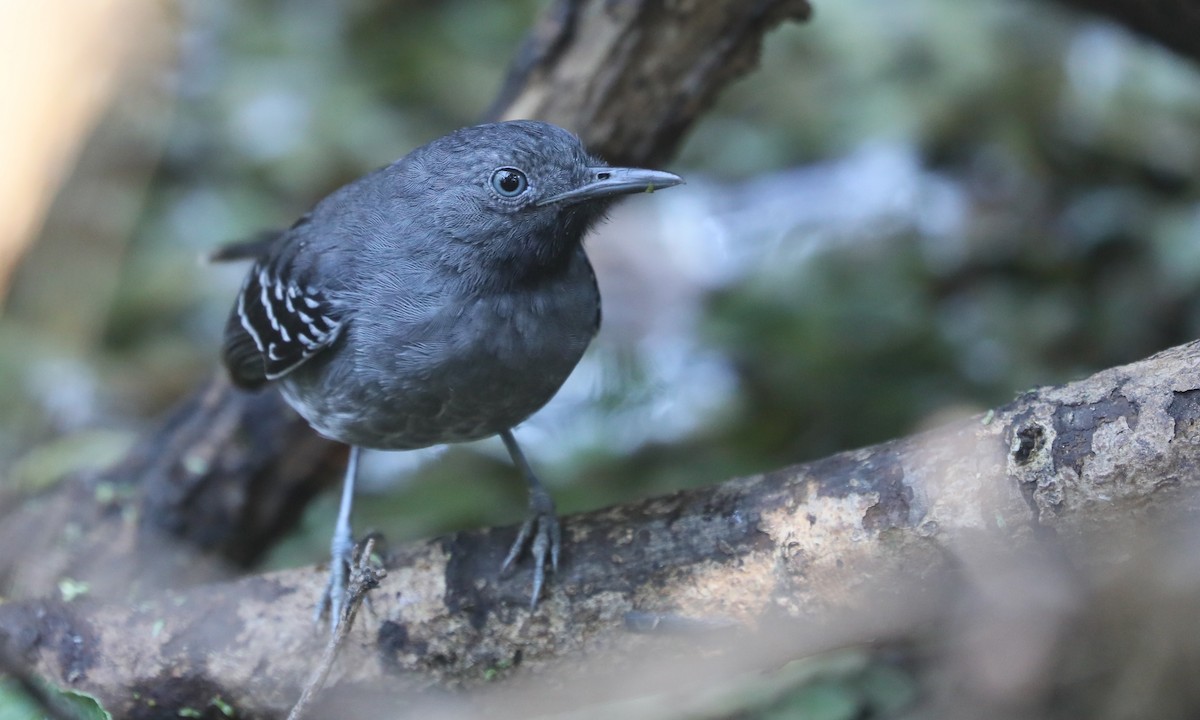 Band-tailed Antbird - ML624223907